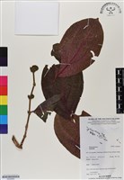 登錄號:BS06969藏品圖，第1張