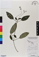 館號:BS06970藏品圖，第1張