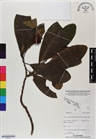 登錄號:BS06972藏品圖，第1張