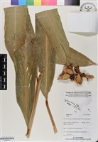 登錄號:BS06973藏品圖，第1張