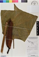 登錄號:BS06974藏品圖，第1張