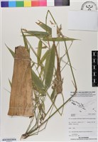 登錄號:BS06975藏品圖，第1張