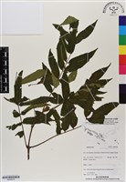 登錄號:BS06976藏品圖，第1張