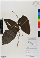登錄號:BS06977藏品圖，第1張