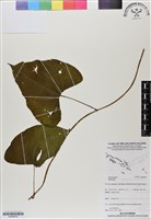 登錄號:BS06978藏品圖，第1張