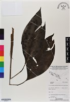 登錄號:BS06979藏品圖，第1張