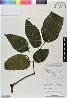登錄號:BS06981藏品圖，第1張