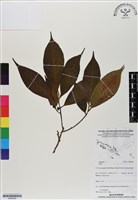 登錄號:BS06982藏品圖，第1張
