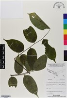 登錄號:BS06983藏品圖，第1張