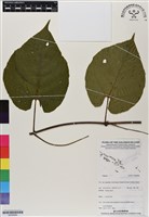 登錄號:BS06984藏品圖，第1張