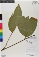 登錄號:BS06985藏品圖，第1張