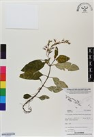 登錄號:BS06987藏品圖，第1張