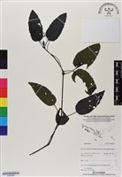登錄號:BS06988藏品圖，第1張