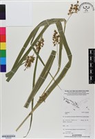 登錄號:BS06989藏品圖，第1張