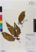 登錄號:BS06990藏品圖，第1張