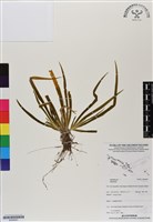 登錄號:BS06991藏品圖，第1張