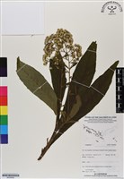登錄號:BS06992藏品圖，第1張