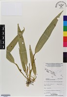 登錄號:BS06993藏品圖，第1張