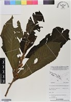 登錄號:BS06994藏品圖，第1張