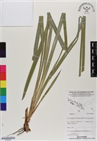 館號:BS06995藏品圖，第1張