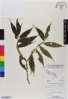 登錄號:BS06996藏品圖，第1張