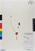 登錄號:BS06997藏品圖，第1張