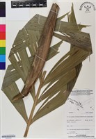 登錄號:BS06998藏品圖，第1張