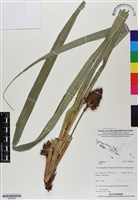登錄號:BS06999藏品圖，第1張