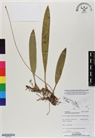 登錄號:BS07000藏品圖，第1張