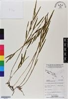 館號:BS07001藏品圖，第1張