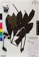 登錄號:BS07002藏品圖，第1張