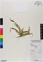 登錄號:BS07003藏品圖，第1張