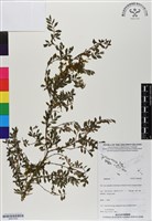 登錄號:BS07005藏品圖，第1張