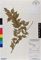 登錄號:BS07006藏品圖，第1張