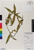 登錄號:BS07007藏品圖，第1張