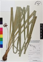 登錄號:BS07008藏品圖，第1張