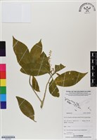 登錄號:BS07009藏品圖，第1張