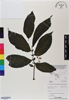登錄號:BS07010藏品圖，第1張