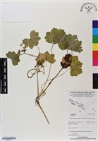 登錄號:BS07011藏品圖，第1張