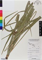 登錄號:BS07012藏品圖，第1張