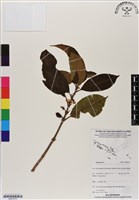 登錄號:BS07013藏品圖，第1張