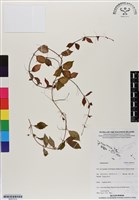 登錄號:BS07014藏品圖，第1張