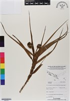 登錄號:BS07016藏品圖，第1張