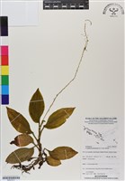 登錄號:BS07017藏品圖，第1張