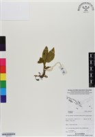 登錄號:BS07018藏品圖，第1張