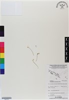 登錄號:BS07019藏品圖，第1張