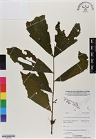 登錄號:BS07020藏品圖，第1張