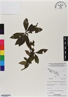 登錄號:BS07022藏品圖，第1張