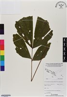 登錄號:BS07024藏品圖，第1張