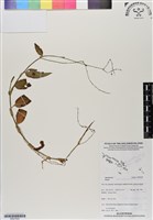 館號:BS07025藏品圖，第1張
